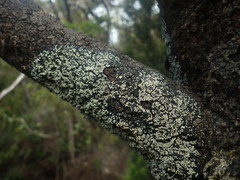 Xanthopsoroma contextum