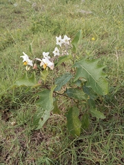 Solanum paniculatum