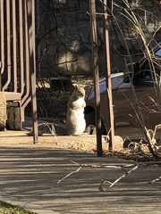 Sciurus carolinensis