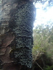 Xanthopsoroma contextum