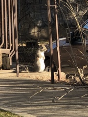 Sciurus carolinensis