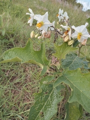 Solanum paniculatum