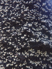 Xanthopsoroma contextum