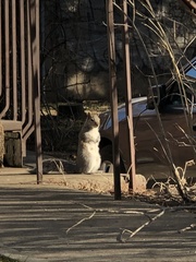 Sciurus carolinensis