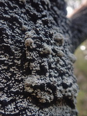 Xanthopsoroma contextum