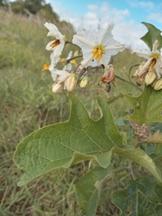 Solanum paniculatum