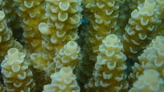 Acropora tenuis