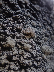 Xanthopsoroma contextum