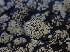 Xanthopsoroma contextum