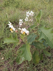 Solanum paniculatum