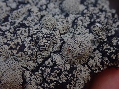 Xanthopsoroma contextum