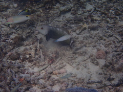 Novaculichthys taeniourus