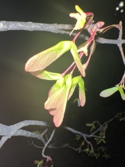 Acer rubrum