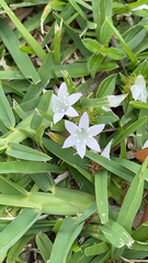 Richardia grandiflora