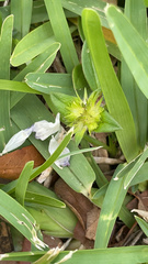 Richardia grandiflora