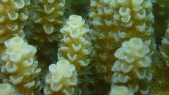 Acropora tenuis