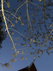 Acer rubrum