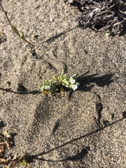 Cryptantha leiocarpa