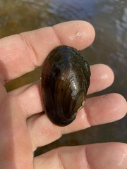 Pseudodontoideus subvexus