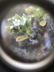 Cryptantha leiocarpa