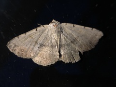 Spiloloma lunilinea