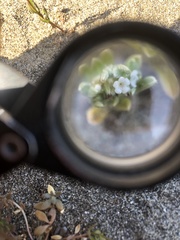 Cryptantha leiocarpa