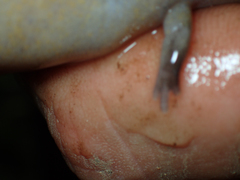 Amphiuma tridactylum