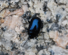 Chrysolina aurichalcea