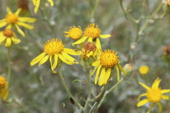 Senecio flaccidus flaccidus