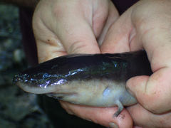 Amphiuma tridactylum