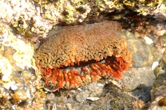 Bunodosoma californica