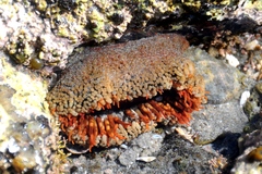 Bunodosoma californica