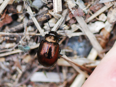Chrysolina aurichalcea