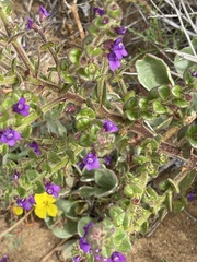Sairocarpus pusillus