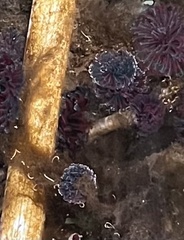 Schizobranchia insignis