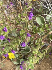Sairocarpus pusillus