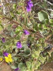 Sairocarpus pusillus