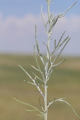 Senecio flaccidus flaccidus