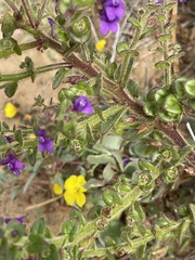 Sairocarpus pusillus