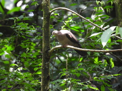 Patagioenas plumbea