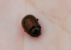 Chrysolina aurichalcea