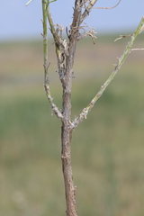 Senecio flaccidus flaccidus