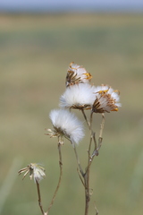 Senecio flaccidus flaccidus