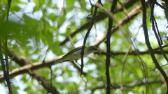 Vireonidae