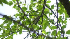 Vireonidae