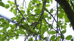 Vireonidae