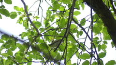 Vireonidae