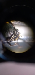 Poecilus lucublandus