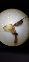 Poecilus lucublandus