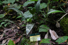 Anthurium antioquiense